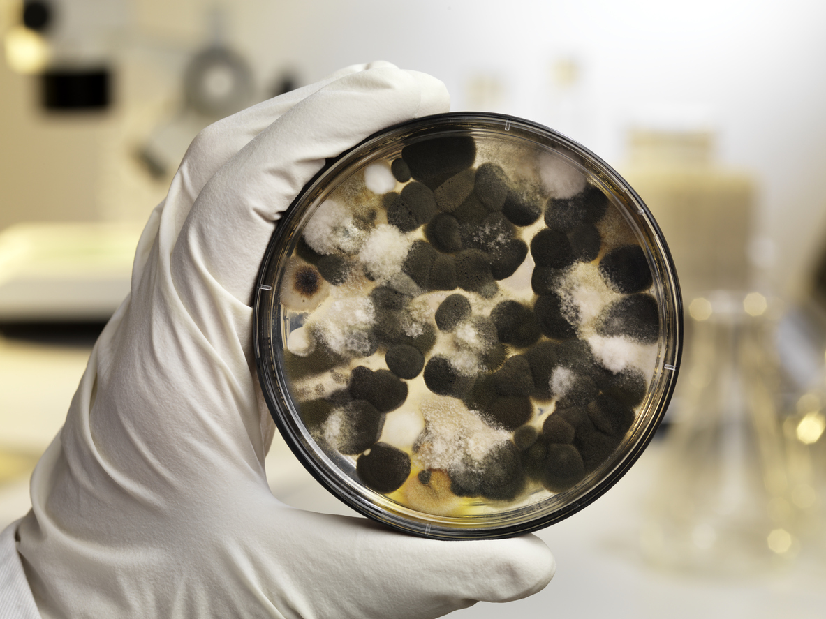 Stachybotrys - black mold
